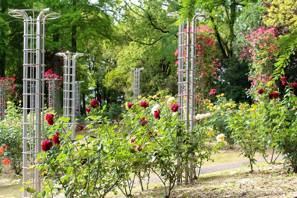 稲沢公園、バラ、5月の夏の花、愛知県稲沢市の観光・撮影スポットの画像と写真