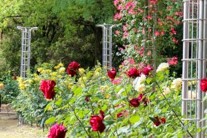 稲沢公園、バラ、5月の夏の花、愛知県稲沢市の観光・撮影スポットの画像と写真