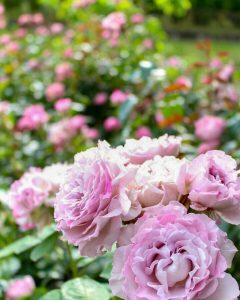 稲沢公園、バラ、5月の夏の花、愛知県稲沢市の観光・撮影スポットの画像と写真