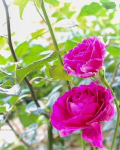 稲沢公園、バラ、5月の夏の花、愛知県稲沢市の観光・撮影スポットの画像と写真