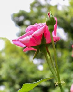 稲沢公園、バラ、5月の夏の花、愛知県稲沢市の観光・撮影スポットの画像と写真