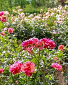 稲沢公園、バラ、5月の夏の花、愛知県稲沢市の観光・撮影スポットの画像と写真