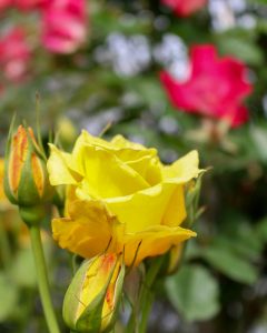 稲沢公園、バラ、5月の夏の花、愛知県稲沢市の観光・撮影スポットの画像と写真