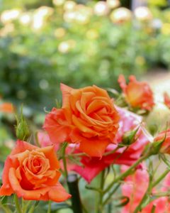 稲沢公園、バラ、5月の夏の花、愛知県稲沢市の観光・撮影スポットの画像と写真