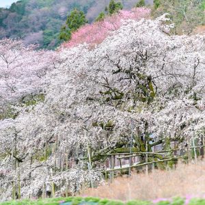 霞間ヶ渓の桜並木、 3月春の花、岐阜県揖斐郡の観光・撮影スポット