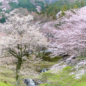 霞間ヶ渓の桜並木、 3月春の花、岐阜県揖斐郡の観光・撮影スポット