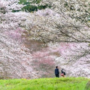 霞間ヶ渓の桜並木、 3月春の花、岐阜県揖斐郡の観光・撮影スポット