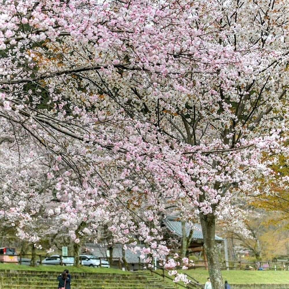 霞間ヶ渓の桜並木、 3月春の花、岐阜県揖斐郡の観光・撮影スポット