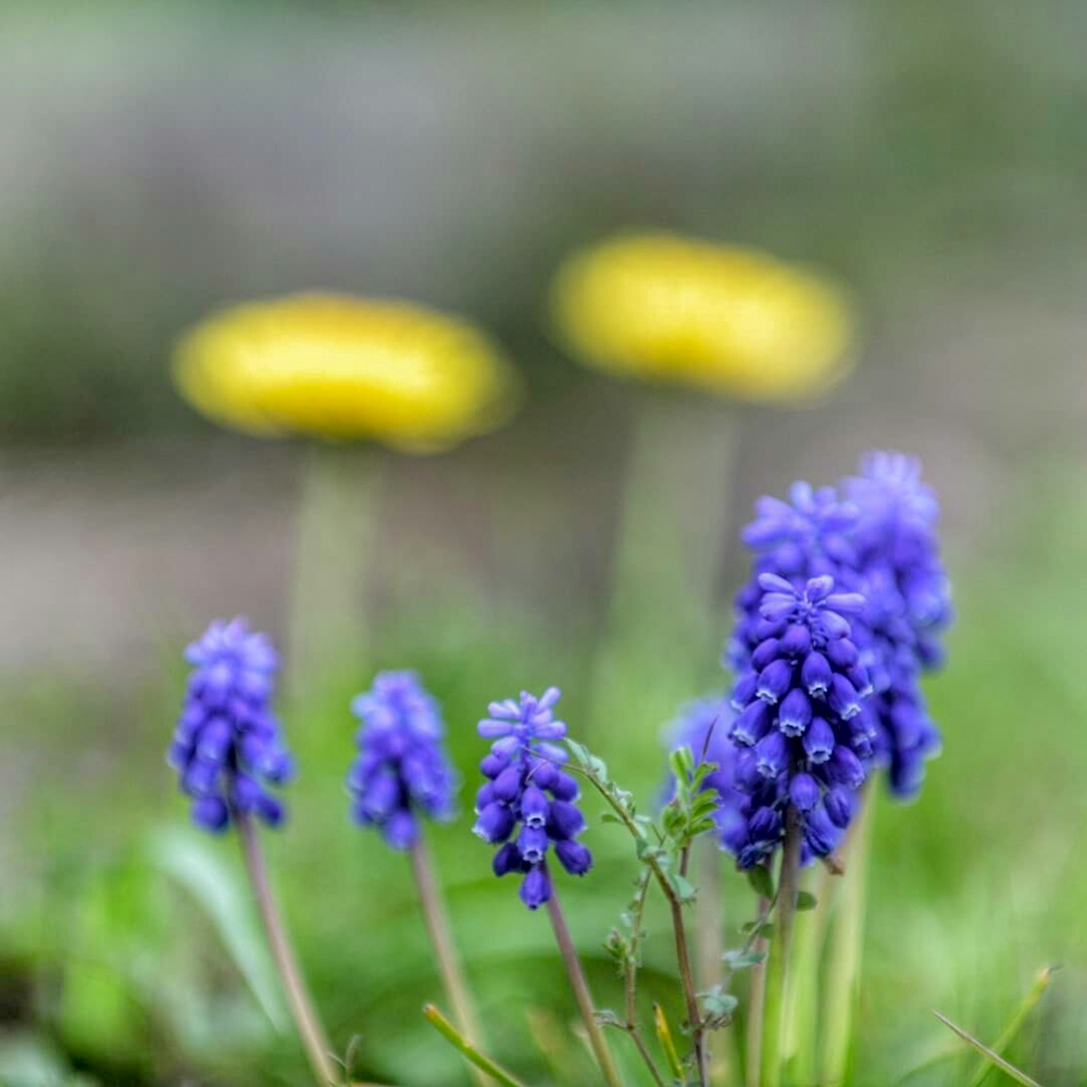 霞間ヶ渓、春の花、 3月春の花、岐阜県揖斐郡の観光・撮影スポット