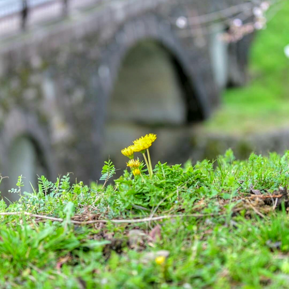 霞間ヶ渓、タンポポ、 3月春の花、岐阜県揖斐郡の観光・撮影スポット