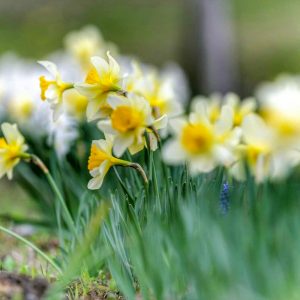 霞間ヶ渓、水仙、 3月春の花、岐阜県揖斐郡の観光・撮影スポット