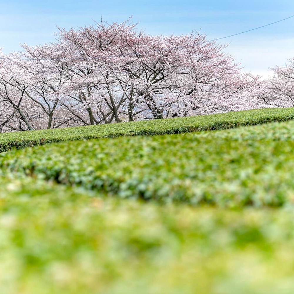 霞間ヶ渓、茶畑とさくら、 3月春の花、岐阜県揖斐郡の観光・撮影スポット