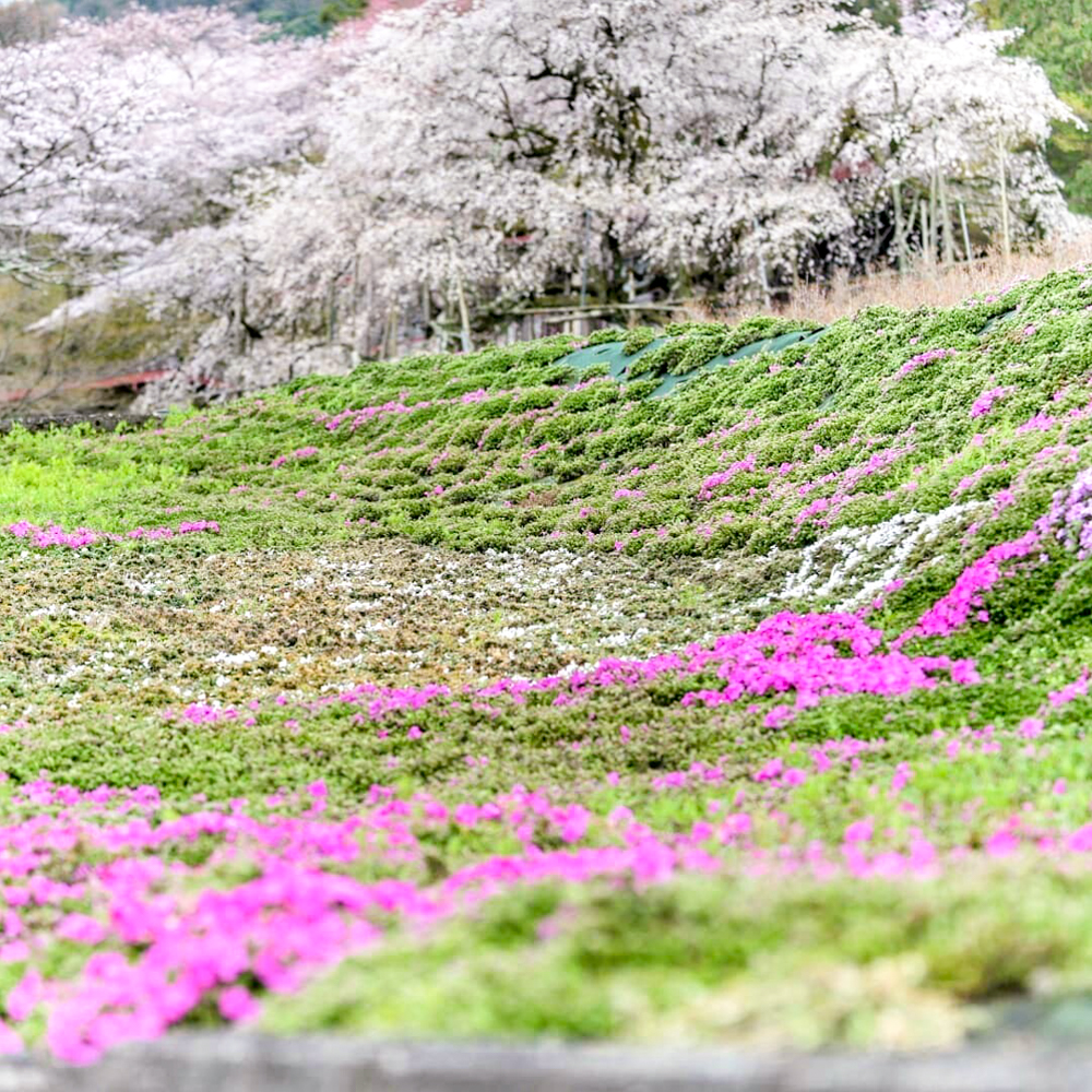 霞間ヶ渓、芝桜とさくら、 3月春の花、岐阜県揖斐郡の観光・撮影スポット