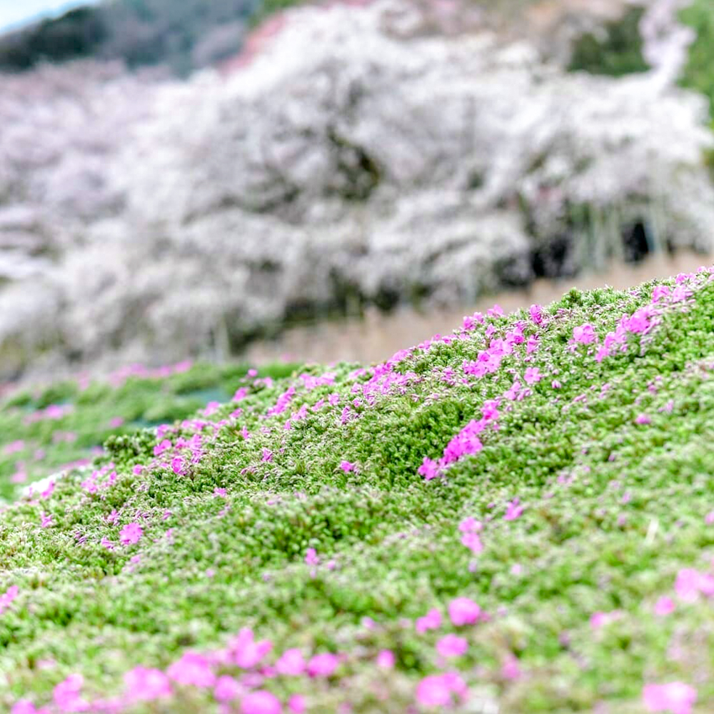 霞間ヶ渓、芝桜とさくら、 3月春の花、岐阜県揖斐郡の観光・撮影スポット