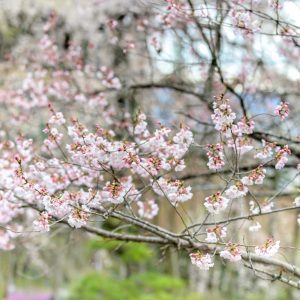 霞間ヶ渓の桜並木、 3月春の花、岐阜県揖斐郡の観光・撮影スポット