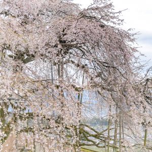霞間ヶ渓の桜並木、 3月春の花、岐阜県揖斐郡の観光・撮影スポット
