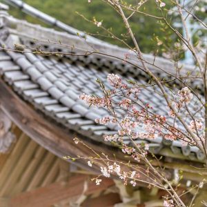 霞間ヶ渓の桜並木、 3月春の花、岐阜県揖斐郡の観光・撮影スポット