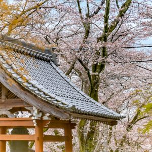 霞間ヶ渓の桜並木、 3月春の花、岐阜県揖斐郡の観光・撮影スポット