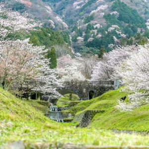 霞間ヶ渓の桜並木、 3月春の花、岐阜県揖斐郡の観光・撮影スポット