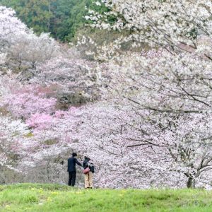 霞間ヶ渓の桜並木、 3月春の花、岐阜県揖斐郡の観光・撮影スポット