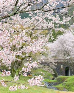 霞間ヶ渓の桜並木、 3月春の花、岐阜県揖斐郡の観光・撮影スポット