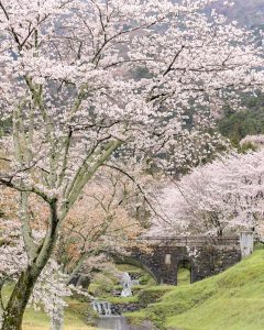 霞間ヶ渓の桜並木、 3月春の花、岐阜県揖斐郡の観光・撮影スポット