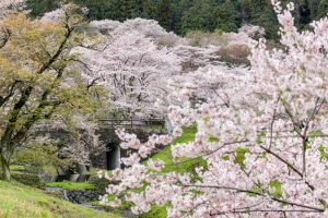 霞間ヶ渓の桜並木、 3月春の花、岐阜県揖斐郡の観光・撮影スポット