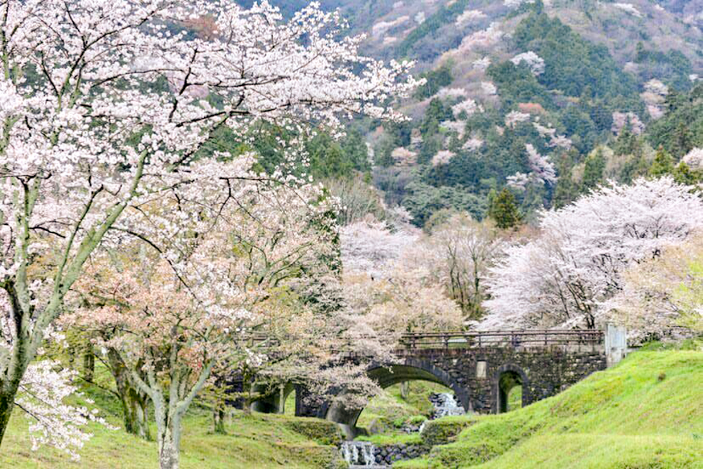 霞間ヶ渓の桜並木、 3月春の花、岐阜県揖斐郡の観光・撮影スポット
