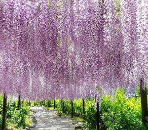 かざはやの里、藤棚、5月夏の花、三重県津市の観光・撮影スポットの画像と写真