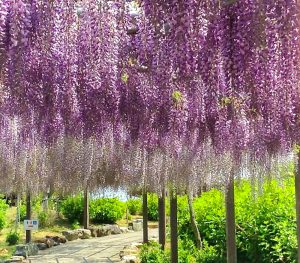 かざはやの里、藤棚、5月夏の花、三重県津市の観光・撮影スポットの画像と写真