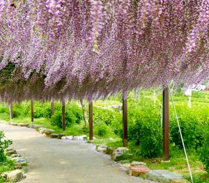 かざはやの里、藤棚、5月夏の花、三重県津市の観光・撮影スポットの画像と写真