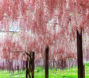 かざはやの里、藤棚、5月夏の花、三重県津市の観光・撮影スポットの画像と写真