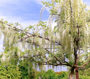 かざはやの里、藤棚、5月夏の花、三重県津市の観光・撮影スポットの画像と写真