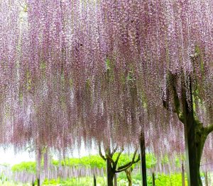 かざはやの里、藤棚、5月夏の花、三重県津市の観光・撮影スポットの画像と写真