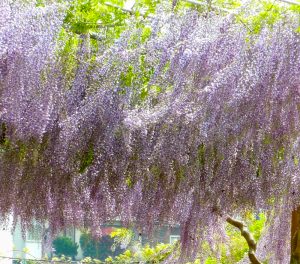 かざはやの里、藤棚、5月夏の花、三重県津市の観光・撮影スポットの画像と写真