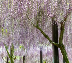 かざはやの里、藤棚、5月夏の花、三重県津市の観光・撮影スポットの画像と写真