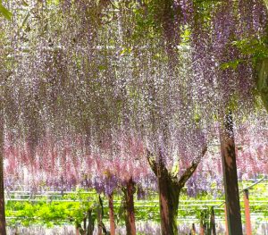 かざはやの里、藤棚、5月夏の花、三重県津市の観光・撮影スポットの画像と写真