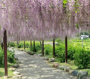 かざはやの里、藤棚、5月夏の花、三重県津市の観光・撮影スポットの画像と写真