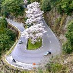 君ヶ野ダム、桜、4月春の花、三重県津市の観光・撮影スポットの名所