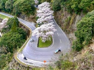 君ヶ野ダム、桜、4月春の花、三重県津市の観光・撮影スポットの名所