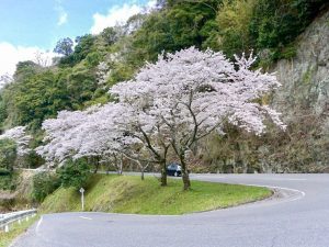 君ヶ野ダム、桜、4月春の花、三重県津市の観光・撮影スポットの名所
