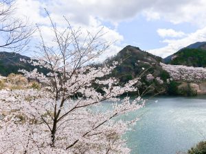 君ヶ野ダム、桜、4月春の花、三重県津市の観光・撮影スポットの名所君ヶ野ダム、桜、4月春の花、三重県津市の観光・撮影スポットの名所