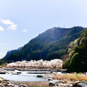 君ヶ野ダム、桜、4月春の花、三重県津市の観光・撮影スポットの名所君ヶ野ダム、桜、4月春の花、三重県津市の観光・撮影スポットの名所