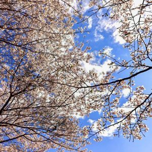 君ヶ野ダム、桜、4月春の花、三重県津市の観光・撮影スポットの名所君ヶ野ダム、桜、4月春の花、三重県津市の観光・撮影スポットの名所