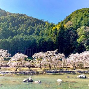 君ヶ野ダム、桜、4月春の花、三重県津市の観光・撮影スポットの名所