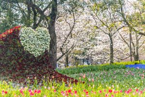 木曽三川公園センター、桜、4月の春の花、岐阜県海津市の観光・撮影スポットの画像と写真