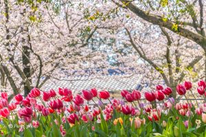 木曽三川公園センター、桜、4月の春の花、岐阜県海津市の観光・撮影スポットの画像と写真