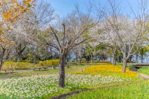 木曽三川公園センター、桜、4月の春の花、岐阜県海津市の観光・撮影スポットの画像と写真
