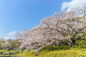 木曽三川公園センター、桜、4月の春の花、岐阜県海津市の観光・撮影スポットの画像と写真