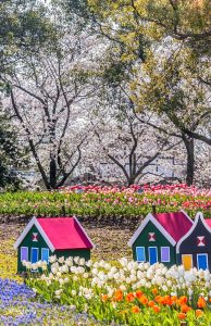 木曽三川公園センター、桜、4月の春の花、岐阜県海津市の観光・撮影スポットの画像と写真